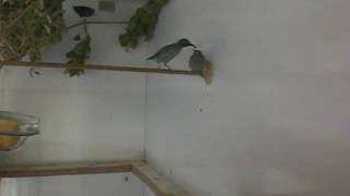 honeycreeper part1Hand feeding [upl. by Krebs]