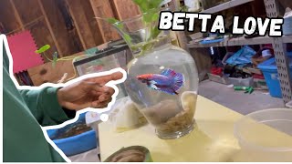 I Made the Most Basic Betta Fish Fish Tank with a Plant Vase [upl. by Almond]