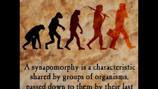 Synapomorphy Definition and Examples [upl. by Janette622]