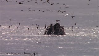 111623 Humpback Whales amp Rissos Dolphin quotCasperquot [upl. by Magena]