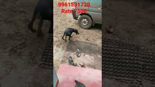 3 months old Doberman puppies available in Kerala cheap rate [upl. by Lacsap]