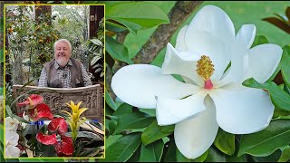 MAGNOLIA À FEUILLAGE CADUC OU PERSISTANT LES PLUS BELLES ESPÈCES amp VARIÉTÉS Le Quotidien du Jardin [upl. by Lopez]