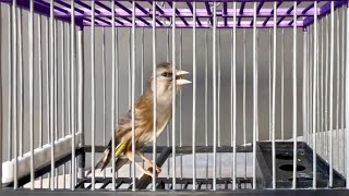 Mule goldfinch hybrid singing for training songs mixto de Jilguero cantando Limpio copia malaga [upl. by Annairdna]