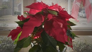 Poinsettia Revival [upl. by Nino]