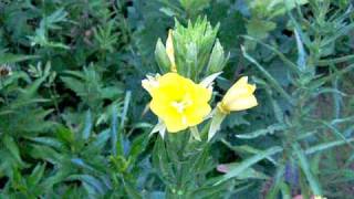 Evening Primrose Oenothera biennis flower opening in real time [upl. by Bay]