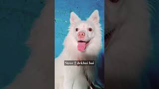 Aacha stree 2 dekhni hai😅🤣😂 dog doglover funny [upl. by Hajile]