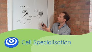 Cell Specialisation  GCSE science Biology 91 [upl. by Arait]