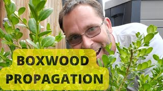 How to Propagate Boxwood from Cuttings [upl. by Craig688]