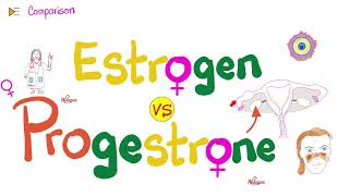 Estrogen amp Progesterone  Source Metabolism Structure amp Function [upl. by Aitam]