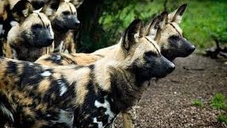 Documentales en Español PERROS SALVAJESEL PERRO CAZADOR AFRICANO [upl. by Bala]