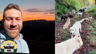 An early morning pack walk as the sun rises over the sanctuary  The Asher House [upl. by Melbourne]