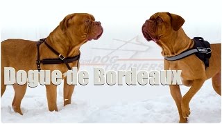 Dogue de Bordeaux Story [upl. by Zenobia]