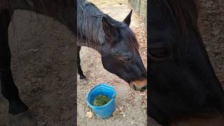 Why did Roxie end up in rescuehorsewelfare animalrescue equestrian horserescue horsehelp [upl. by Atilrep744]