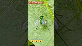 CondylostylusCondylostylus is a genus of flies in the family Dolichopodidae subscribe [upl. by Stuppy]