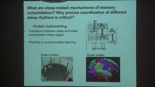 06 Differential Roles of Sleep Spindles and Sleep Slow Oscillations in Memory Consolidation [upl. by Assiar]