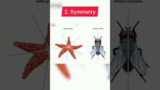 Quick Revision Of Basis of Classification biology Biostudies Animal Kingdom shorts [upl. by Dnalor]