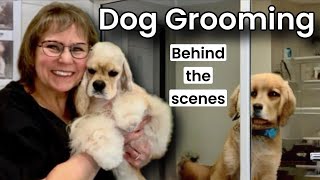 Dog Grooming Behind the Scenes Small Mix Breed dog [upl. by Lehar]