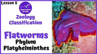 What are Platyhelminthes  Phylum Platyhelminthes [upl. by Cristina]