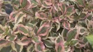 My Monet® Weigela [upl. by Arondell240]