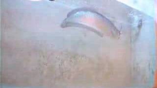 Arowana eats rat choke amp jumps [upl. by Dayle]