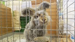 The Puppy Dog Rabbit English Angora [upl. by Yesnnyl]