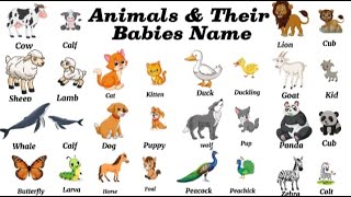 List of Animals and Babies Name in English With Pictures [upl. by Willett]