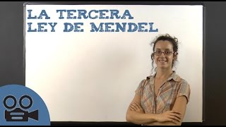 La tercera ley de Mendel [upl. by Aillimat240]