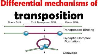 Different mechanisms of transposition [upl. by Aehsan]