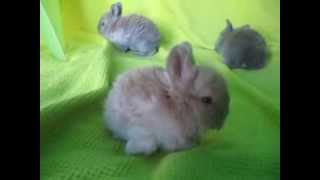 English Angora Baby Bunnies [upl. by Spear]