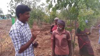 500 palm seeds planting  பனை விதைகள் நடும் முயற்சி [upl. by Mochun]