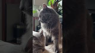 Gorgeous Nebelung papa cat with his kittens￼ [upl. by Nhtanhoj]