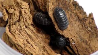 Collecting Some Isopods [upl. by Ardet]