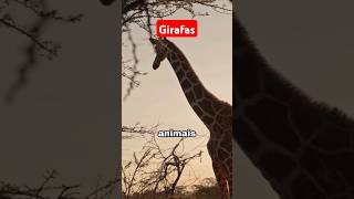 Girafas  Curiosidades [upl. by Ziladnerb]