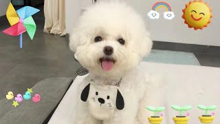 Reallife account of bathing a Bichon Frise and the results will surprise you [upl. by Greenfield]