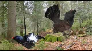 The last mating call of the Capercaillie in Russia [upl. by Brandon]