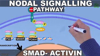 Nodal Signalling Pathway [upl. by Gianina13]