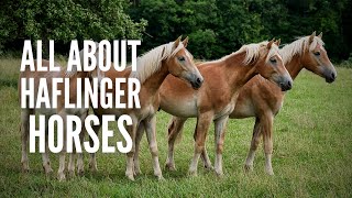 Haflinger Horses Everything You Should Know [upl. by Anyel]