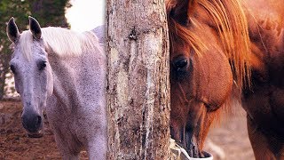 Horses  Mallorca  4K  Red Scarlet MX [upl. by Suoivatnom53]