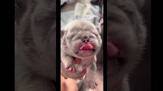 Funny puppy funny shortvideo comedy viralvideo shorts cute [upl. by Lizabeth801]