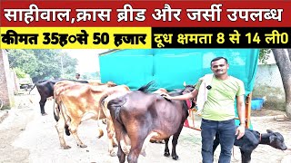 देखिए बाराबंकी वाले मिश्रा जी की क्रास ब्रीड और साहीवाल गाय  lucknow pashu bajar  cow for sale [upl. by Ellatsyrc]