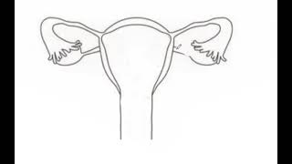 HUMAN FEMALE REPRODUCTIVE SYSTEM [upl. by Ahsikal]