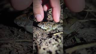 Catch a toad for fun Toad and Frog funny jumping when catch it for laugh [upl. by Badr859]