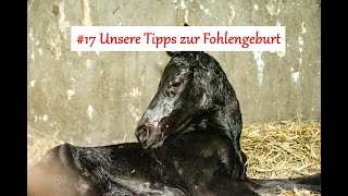 17 Unsere Tipps zur Fohlengeburt [upl. by Yrrehc]