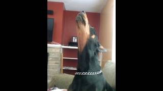 Doberman pinscher howling [upl. by Dowell]