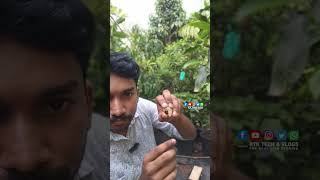 White longan malayalam Review seasonalfruit fruittree [upl. by Aemat181]