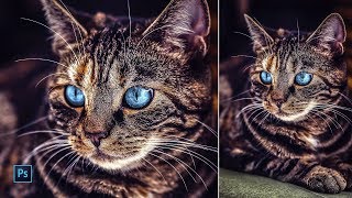 Photoshop Tutorial  How to edit a kitty photo with Photoshop  Camera Raw Filter [upl. by Kcirtap]