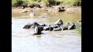 Crocodile vs Pregnant Wildebeest vs Adult Hippopotamous  The Mara River Tanzania Africa [upl. by Hanser932]