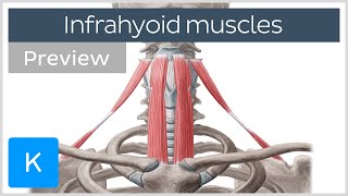 Infrahyoid muscles Origin insertion innervation and function preview  Human Anatomy  Kenhub [upl. by Dachia418]