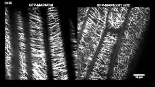 Xyloglucan Deficiency Disrupts Microtubule Stability and Cellulose Biosynthesis in Arabidopsis [upl. by Lander]