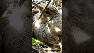 Pipit Nestlings A Day in the Life of Growing Birds shorts trendingshorts [upl. by Olivier]